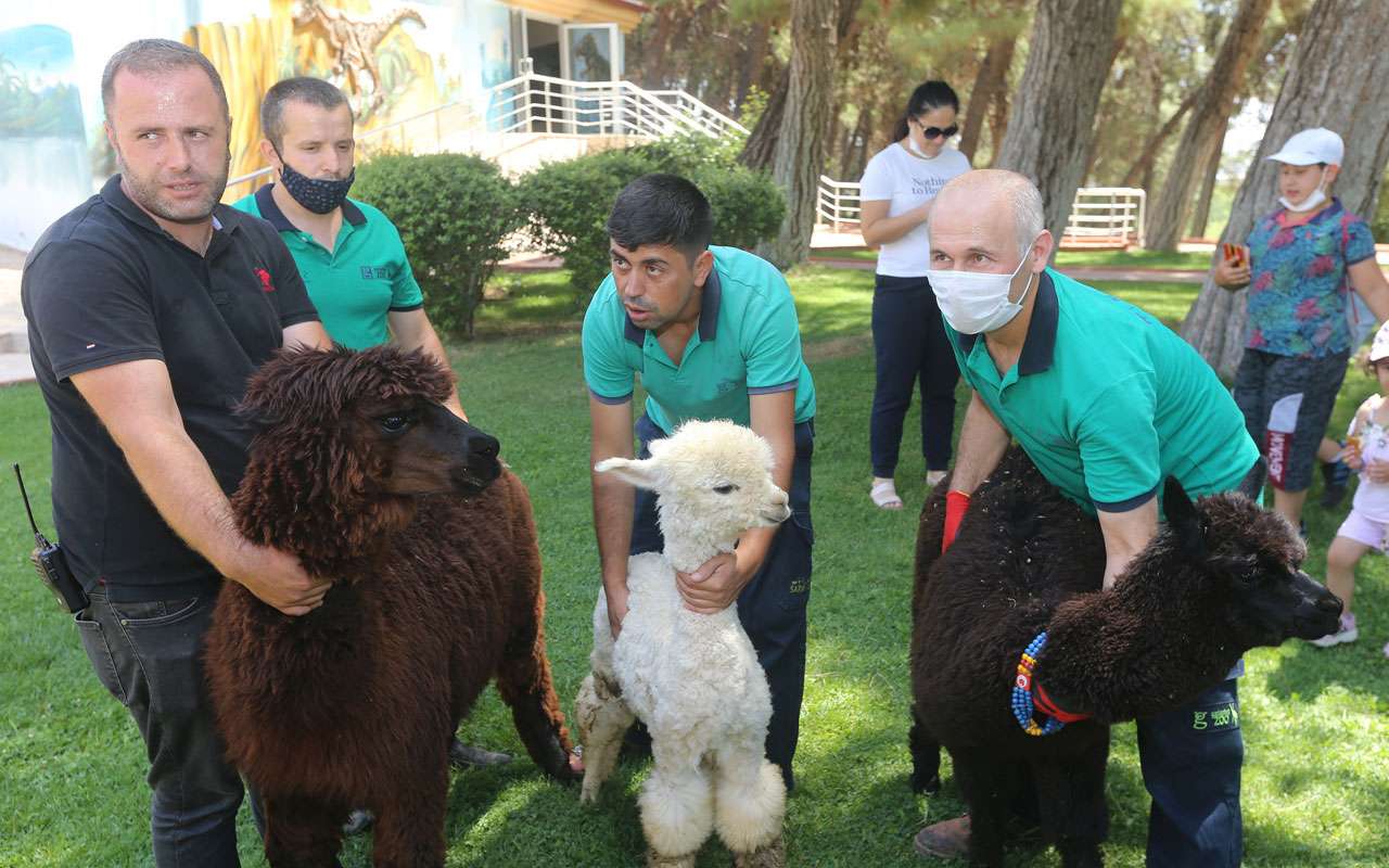 Yasadışı yollarla &uuml;lkeye getirilen 54 hayvan Gaziantep&rsquo;te koruma altında