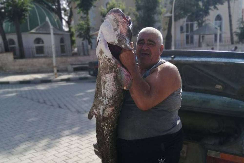 Meriç Nehri'nde boyunca balık yakaladı!