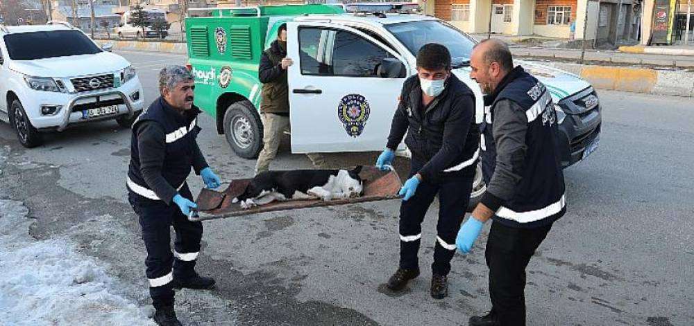 Başıboş Dolaşan Pitbull Koruma Altına Alındı