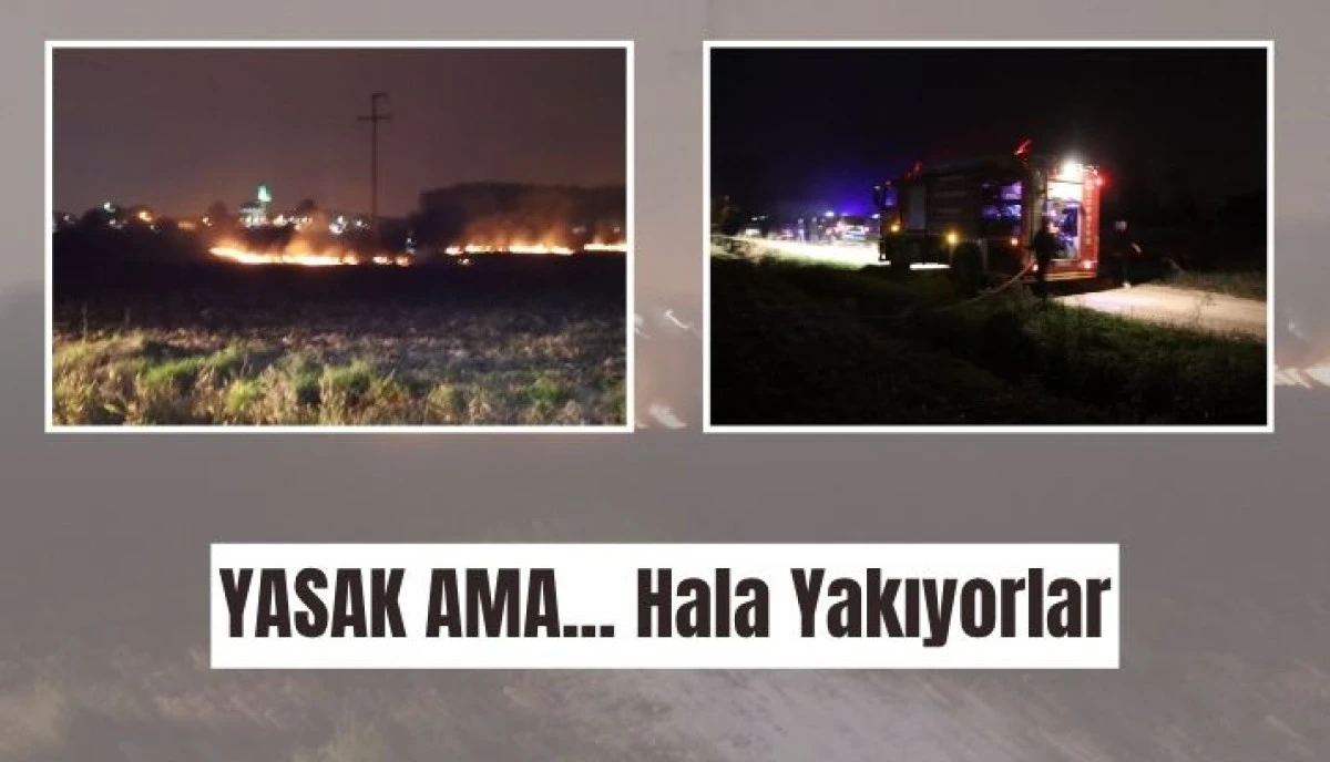 ANIZ YAKMAK SUÇTUR, BU BİR ÇEVRE KATLİAMIDIR