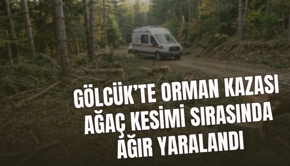 G&ouml;lc&uuml;k&rsquo;te Orman Kazası Ağa&ccedil; Kesimi Sırasında Ağır Yaralandı