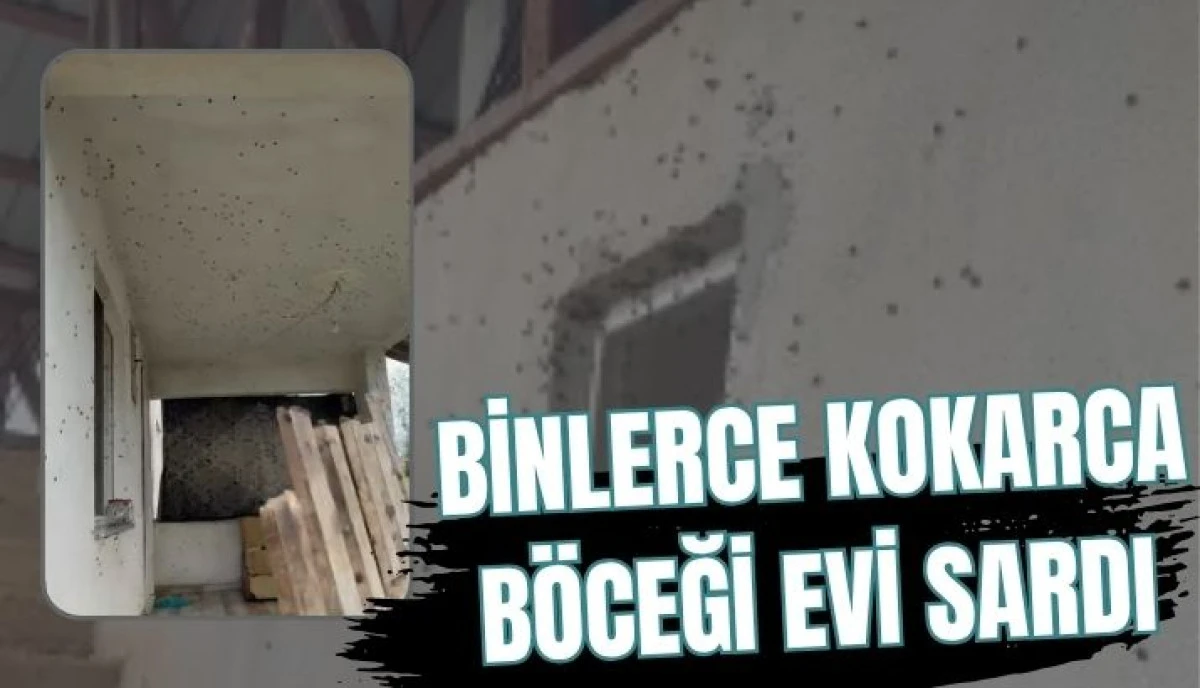 Kahverengi Kokarca Kabusu: Akyazı'da Binlerce Böcek Evleri İstila Etti