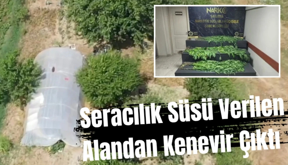 Sakarya&rsquo;da Dron Destekli Narkotik Operasyonu: Serada Kenevir Yakalandı